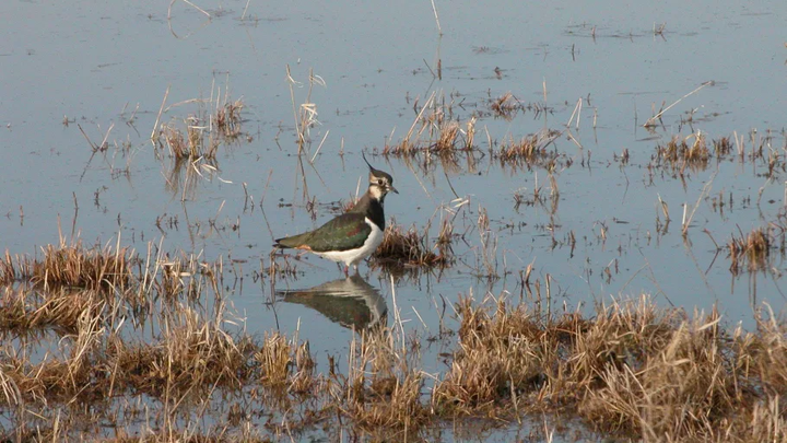 Tofsvipa i våtmark, foto von Essen /Våtmarksfonden