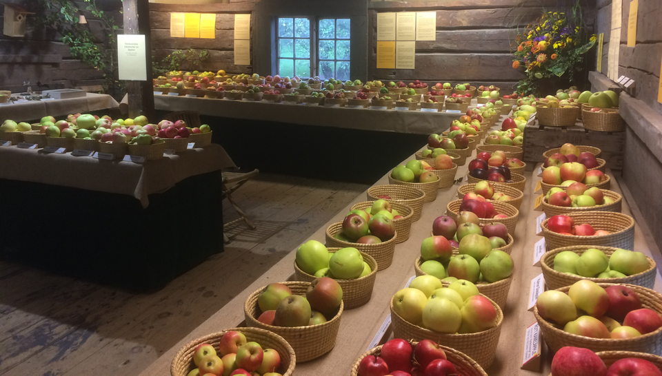 Äppelutställning i Botaniska