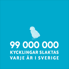 Fler än 99 miljoner kycklingar slaktas varje år, bara i Sverige. Antalet slaktade kycklingar per år i Sverige har ökat med drygt 25 procent de senare åren, från 77 miljoner kycklingar år 2012 till närmare 100 miljoner år 2016 men sedan 2017 har det planat ut.