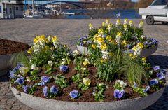 Blomsterurna med blommor ur årets blomsterprogram, bland annat gyllenlack och penséer. Foto: Lennart Johansson
