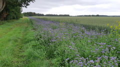Honungsört ger både föda och skydd åt rapphöns och fasaner och där trivs en mångfald av insekter. foto Claes Lindström