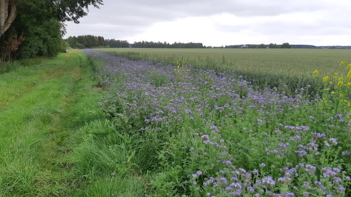 Honungsört ger både föda och skydd åt rapphöns och fasaner och där trivs en mångfald av insekter. foto Claes Lindström