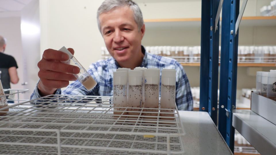 Yuri Schwartz i rummet där bananflugor odlas.