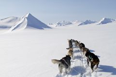 Hundspann i vinterlandskap - kreditering Hurtigruten Svalbard Green Dog