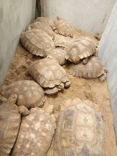 Afrikanska sporrsköldpaddor