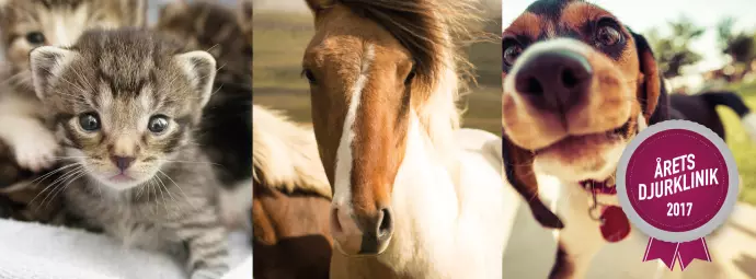 Fem finalister till Årets Djurklinik klara