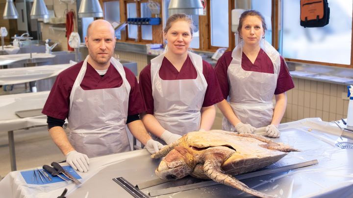 Ett team samarbetade för att få ut all kunskap från sköldpaddan, från vänster: Gustav Averhed, Elina Thorsson och Jasmine Stavenow. Bild: SVA