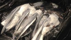 Fem skrattmåsar som hittats döda i Råstasjön till följd av fågelinfluensa. Bild: SVA.