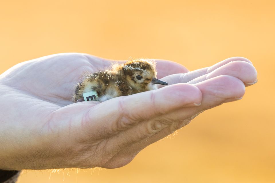 kärrsnäppa_JuliaWestergren