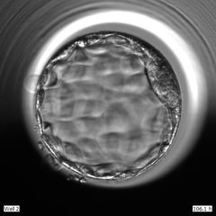 Fem dagar gammalt embryo