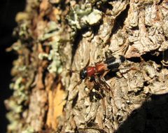 Myrbaggen äter både vuxna granbarkborrar och larver. Foto: Mattias Sparf, Skogsstyrelsen