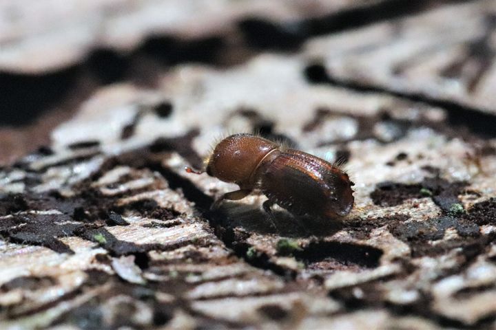Nykläckt granbarkborre. Foto Mats Carlén