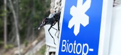 Biotopskydd är den vanligaste formen för formellt skydd av skog. Foto: Karin Ekströmer, Skogsstyrelsen (Bilden får publiceras fritt i samband med detta pressmeddelande.)