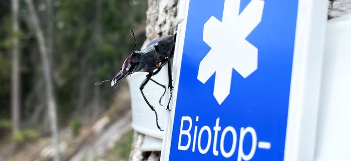 Biotopskydd är den vanligaste formen för formellt skydd av skog. Foto: Karin Ekströmer, Skogsstyrelsen (Bilden får publiceras fritt i samband med detta pressmeddelande.)