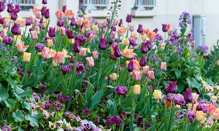 Ett smakprov ur årets blomsterprogram. Foto: Verver