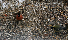 Domherre, till vänster i bilden, tillhör de salmonelladrabbade fåglar som skickats in till SVA. Foto: Torsten Mörner/SVA. Bilden får fritt användas i samband med publicering av pressmeddelandet.
