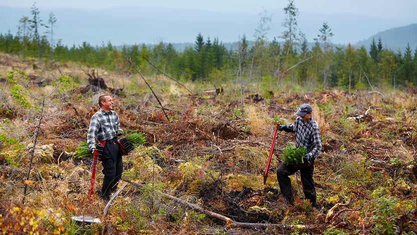 Äntligen öppnas gränserna för skogsbruket