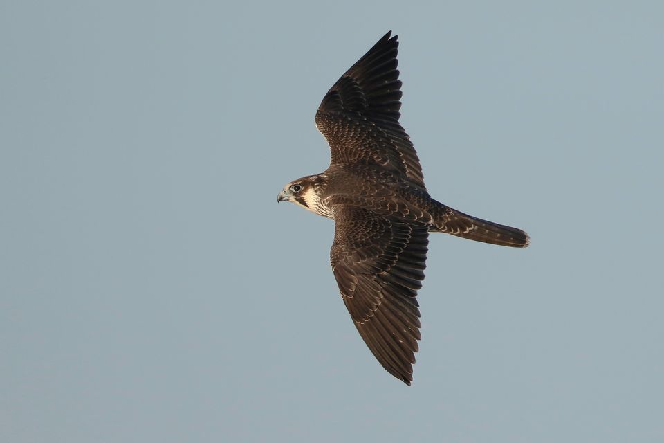 P-falk Juvenial VasterGotaland Peter Grahn-1