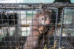 Djurens Rätt vill se ett stopp för hållning av minkar i bur. Foto: Shutterstock/Rokas Tenys