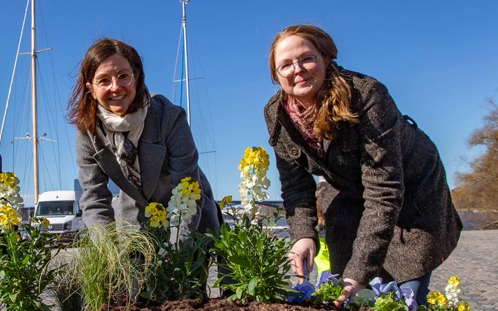 Gunilla Glantz, trafikdirektör och Anna Johansson, projektledare på trafikkontoret i Stockholms stad planterar blommor vid invigningen av årets blomsterprogram. Foto: Lennart Johansson