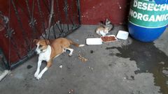 Evakuerade djur i Guatemala