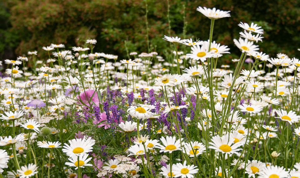 Svenska vilda växter