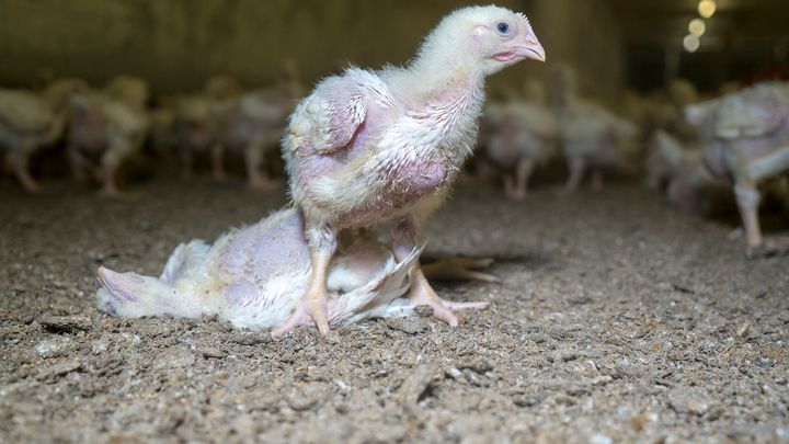 Turbokycklingar på en svensk kycklinguppfödning. Foto från Djurens Rätts kycklingkampanj.