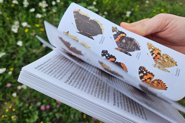 Skicka in en bild på din blomsteräng och var med i utlottningen av en fälthandbok om fjärilar.