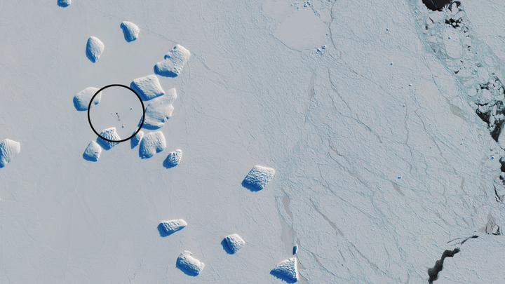 Spår av pingvinkoloni på Antarktis. Copyright: Innehåller modifierad Copernicus Sentinel data, bearbetad av ESA, CC BY-SA 3.0 IGO