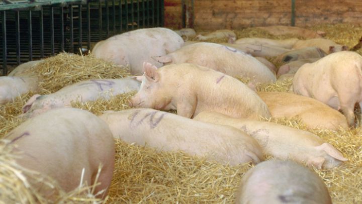 Avhandlingen som försvaras 28 maj undersöker förekomsten av parasiter hos grisar.