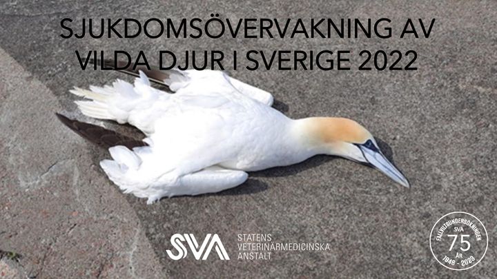 Havssula hittad död på Öckerö. Bild: insänd till SVA från anonym privatperson.