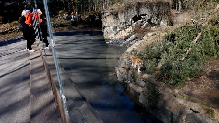 Tiger på Borås djurpark. Foto: Djurrättsalliansen