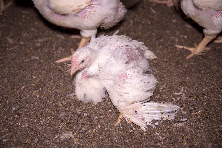 Turbokycklingar på en svensk kycklinguppfödning. Foto från Djurens Rätts kycklingkampanj.