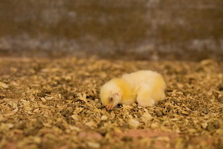 Bild från svensk kycklingindustri 2018, se mer på www.99miljoner.se