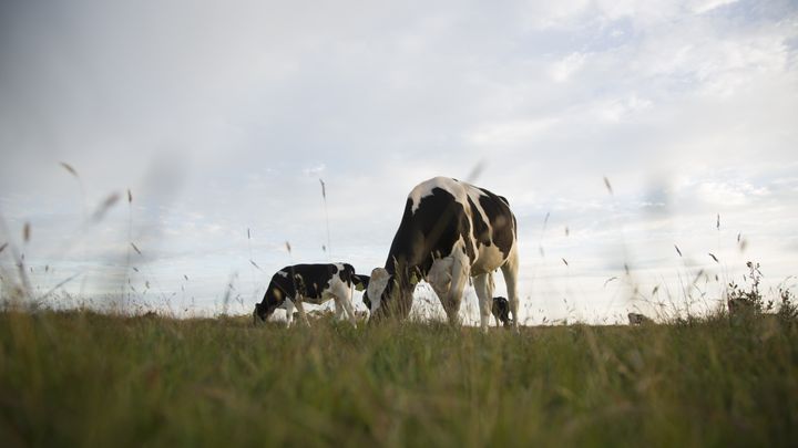 Arla ska minska mjölkgårdarnas utsläpp av växthusgaser med 30 procent till 2030, jämfört med basåret 2015. Foto: Arla