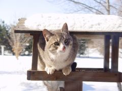 Majoriteten av alla salmonellafall bland svenska katter kan kopplas till småfåglar. Foto: Jacob Rush  CC BY-SA 3.0 https://creativecommons.org/licenses/by-sa/3.0/
