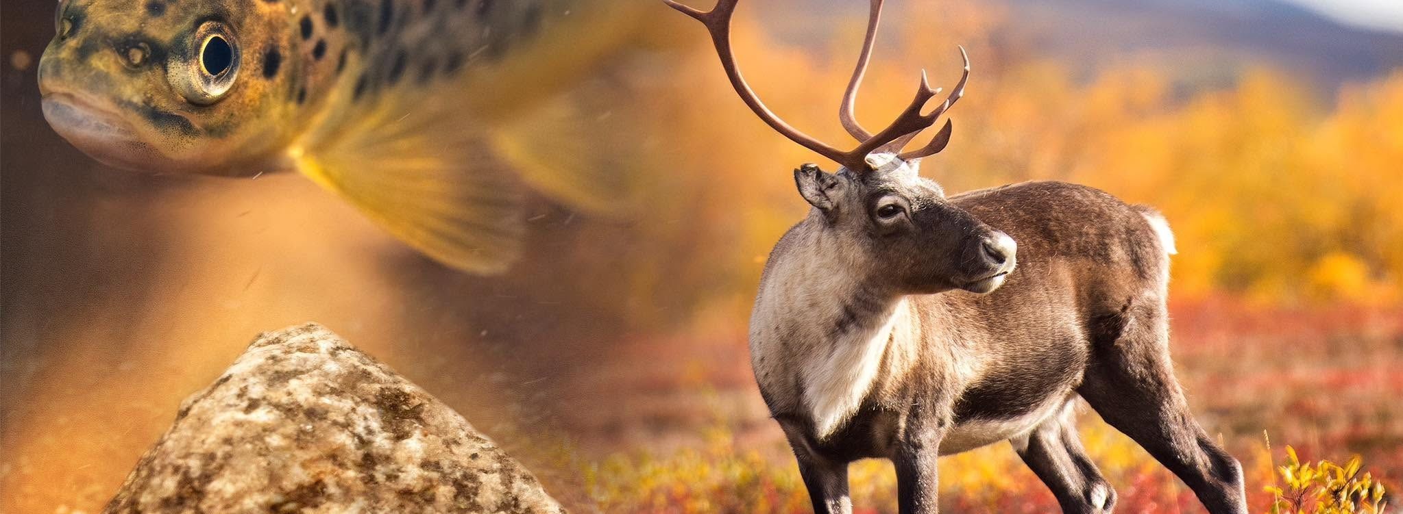 Rewilding Sweden