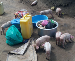 Ugandagrisar-1 fotoErikaChenais high