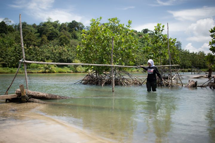 Tsunamin i Indiska oceanen 2004 orsakade förödelse längs 800 kilometer kust på norra Sumatra. Sedan dess har Indonesiska Röda Korset planterat tusentals mangroveplantor i byar över hela Aceh Jaya-distriktet som en skyddande barriär mot havet. Foto: Mikko Vähäniitty.