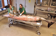 Den 3,42 meter långa näbbvalen undersöks av Aleksija Neimane, SVA och Thomas Lyrholm, Naturhistoriska riksmuseet. Foto: Erik Ågren/SVA