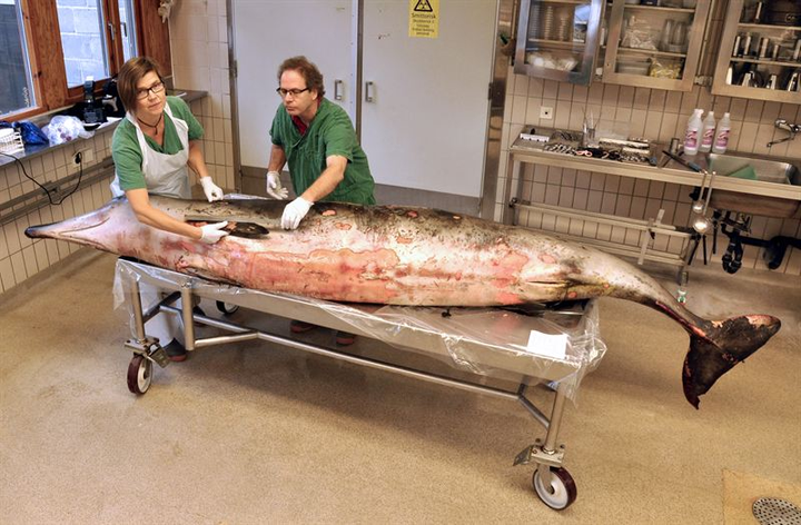 Den 3,42 meter långa näbbvalen undersöks av Aleksija Neimane, SVA och Thomas Lyrholm, Naturhistoriska riksmuseet. Foto: Erik Ågren/SVA