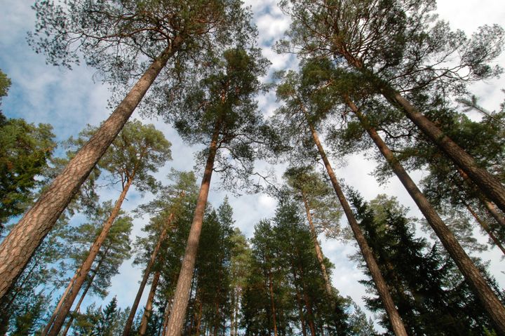 Härnösands stift förvaltar 94 214 hektar mark, varav 69 881 hektar är produktiv skogsmark. Foto: Ikon/Svenska kyrkan