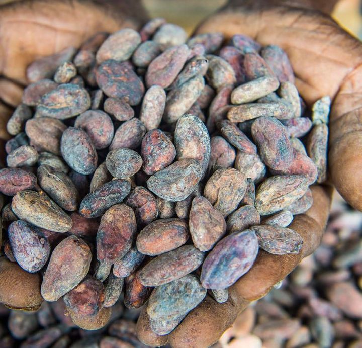 Cocoa beans and farming