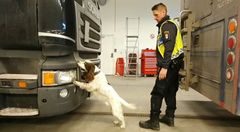 Zak är lite försiktig av sig, men när han växlar till jobb så är han ostoppbar, säger hundföraren Niklas Delin. Foto: Tullverket