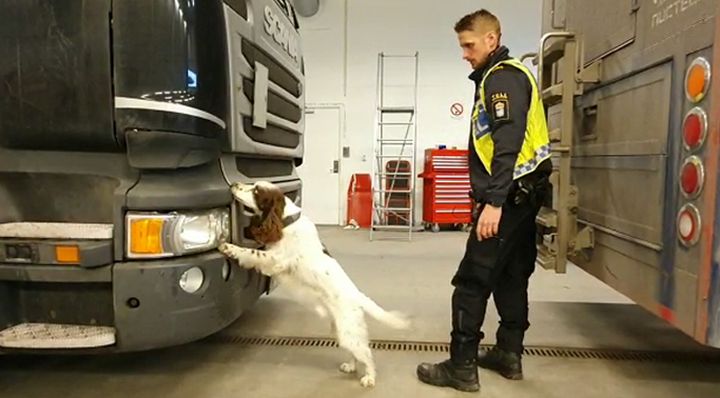 Zak är lite försiktig av sig, men när han växlar till jobb så är han ostoppbar, säger hundföraren Niklas Delin. Foto: Tullverket