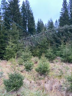 Vädersäkring gör skillnad. Ledningen är i drift men träden måste ändå bort så snart som möjligt. Foto: E.ON