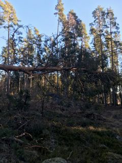 Vädersäkrade kablar i Virserum. Vädersäkring gör skillnad. Ledningen är i drift men träden måste ändå bort så snart som möjligt. Foto: E.ON