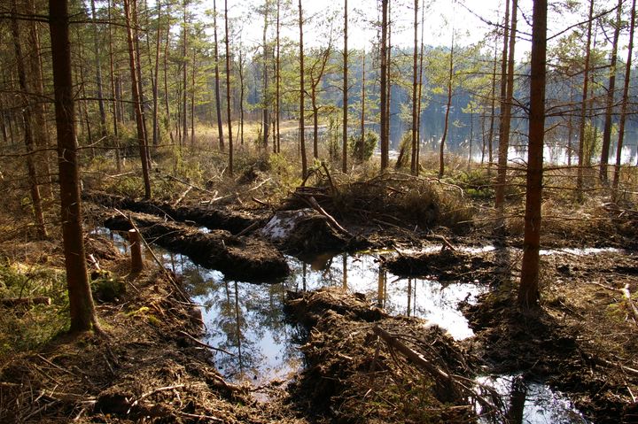 Körskador kan öka läckage av kvicksilver till sjöar och vattendrag. Foto: Anja Lomander, Skogsstyrelsen