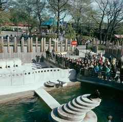 The then-modern sea lion terrace, photographed on 29 May 1965. Photo: Ingemar Gram (1908-1986), Stockholmskällan, Stockholm City Museum. Photo number DIA 13614 CC-BY