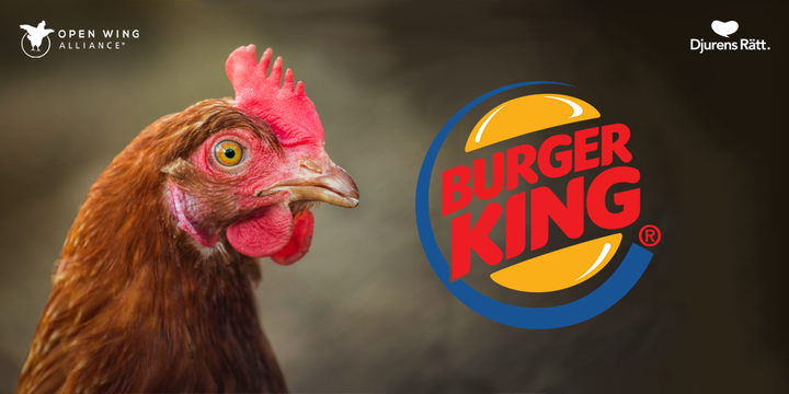 Burger King och Restaurant Brands Internationals beslut är en stor seger för djurrättsförespråkare världen över.